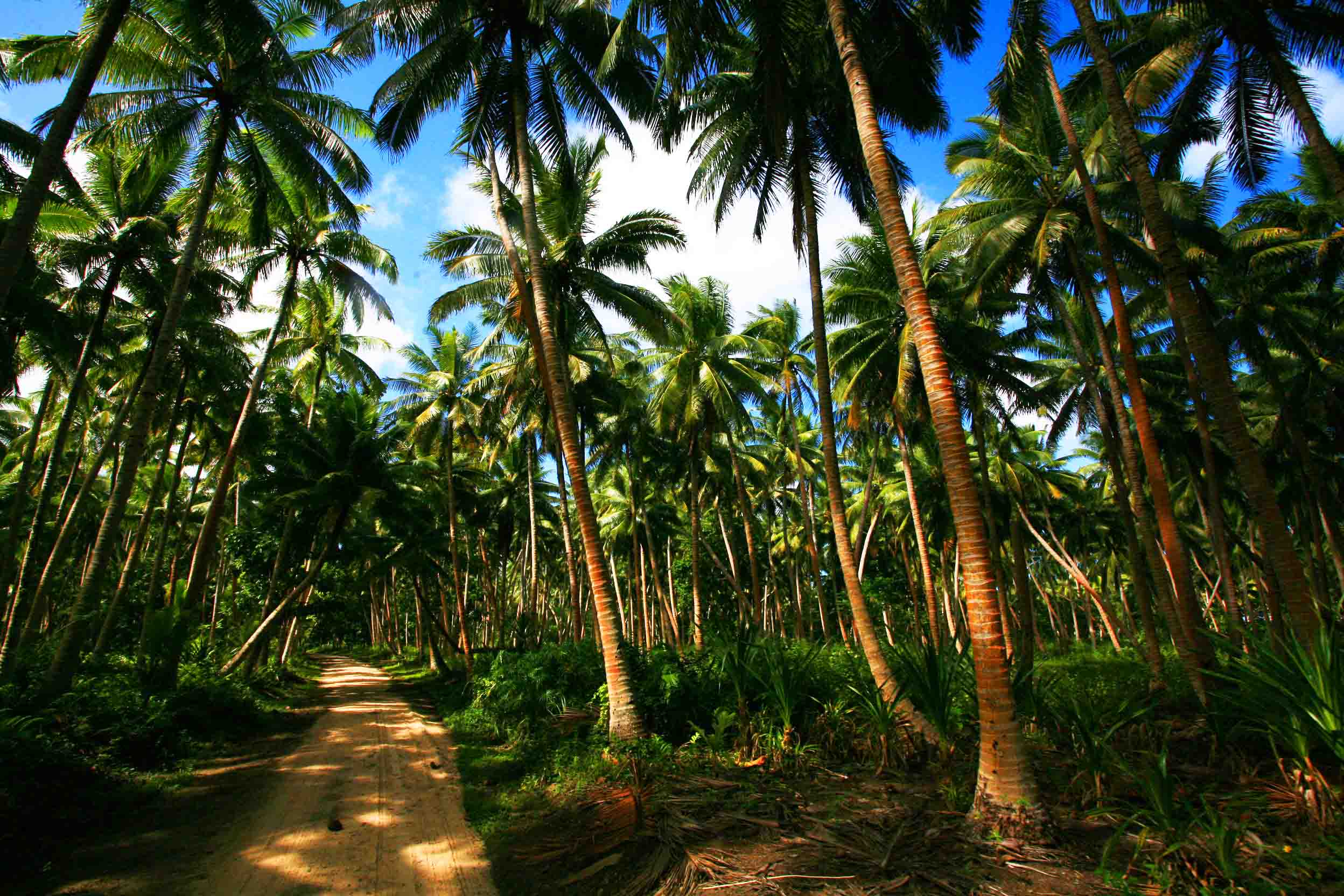Our coconut plantation sourc Our coconut plantation sourc